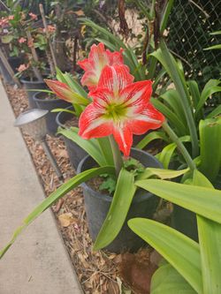 Amaryllis Plants