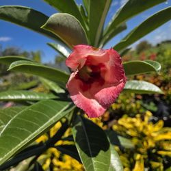 Desert Roses For Sale 