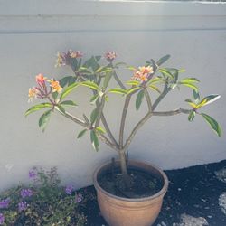 Plumeria Trees in Pots