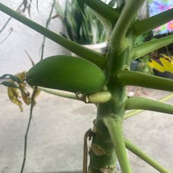 Papaya Tree Mother Plant Has Fruit Already Growing 