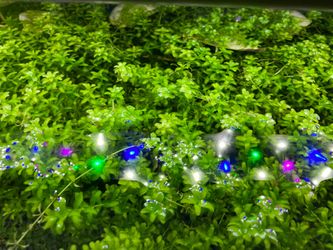 Hemianthus Micrathemoides “Pearl Weed” 18+ Stems Submersed Grown Aquarium Plant