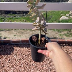 Succulent