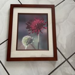 Beautiful Flower Photo