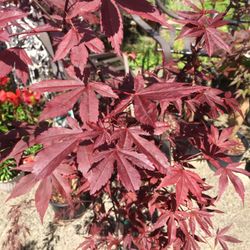 Bloodgood Japanese Maple