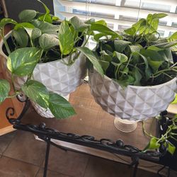 Real Ivey  Plant. With Pot 