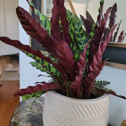 Rattle Snake Plant without Pot 