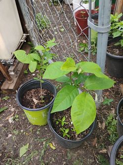 Guanabana  tree 25 each