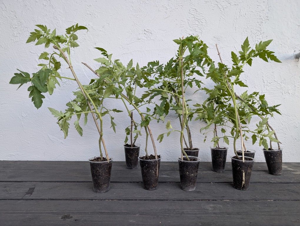 Steak Hybrid Tomato Plants For Sale