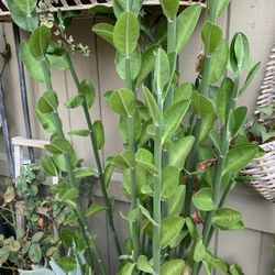 Milk Bush Plants