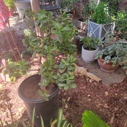 Healthy Jade succulent plant 5 gallon bucket