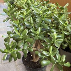 Jade plant or money tree