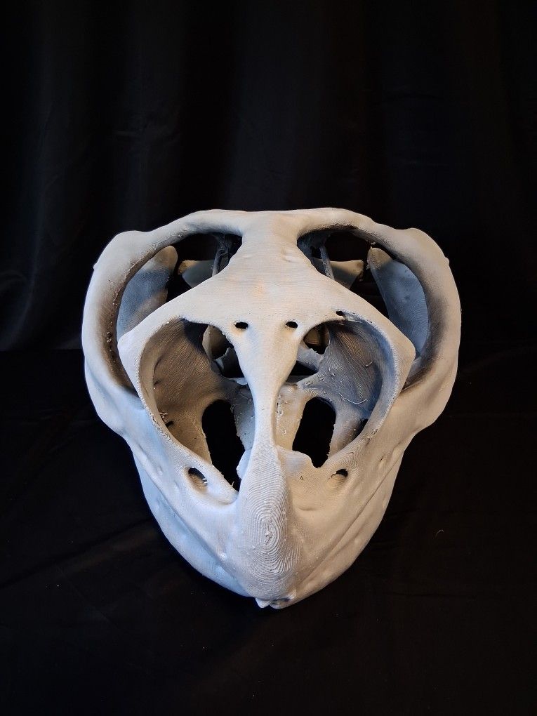 3d Printed Prehistoric Snapping Turtle Skull