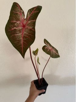 Berries 'N Burgundy Caladium