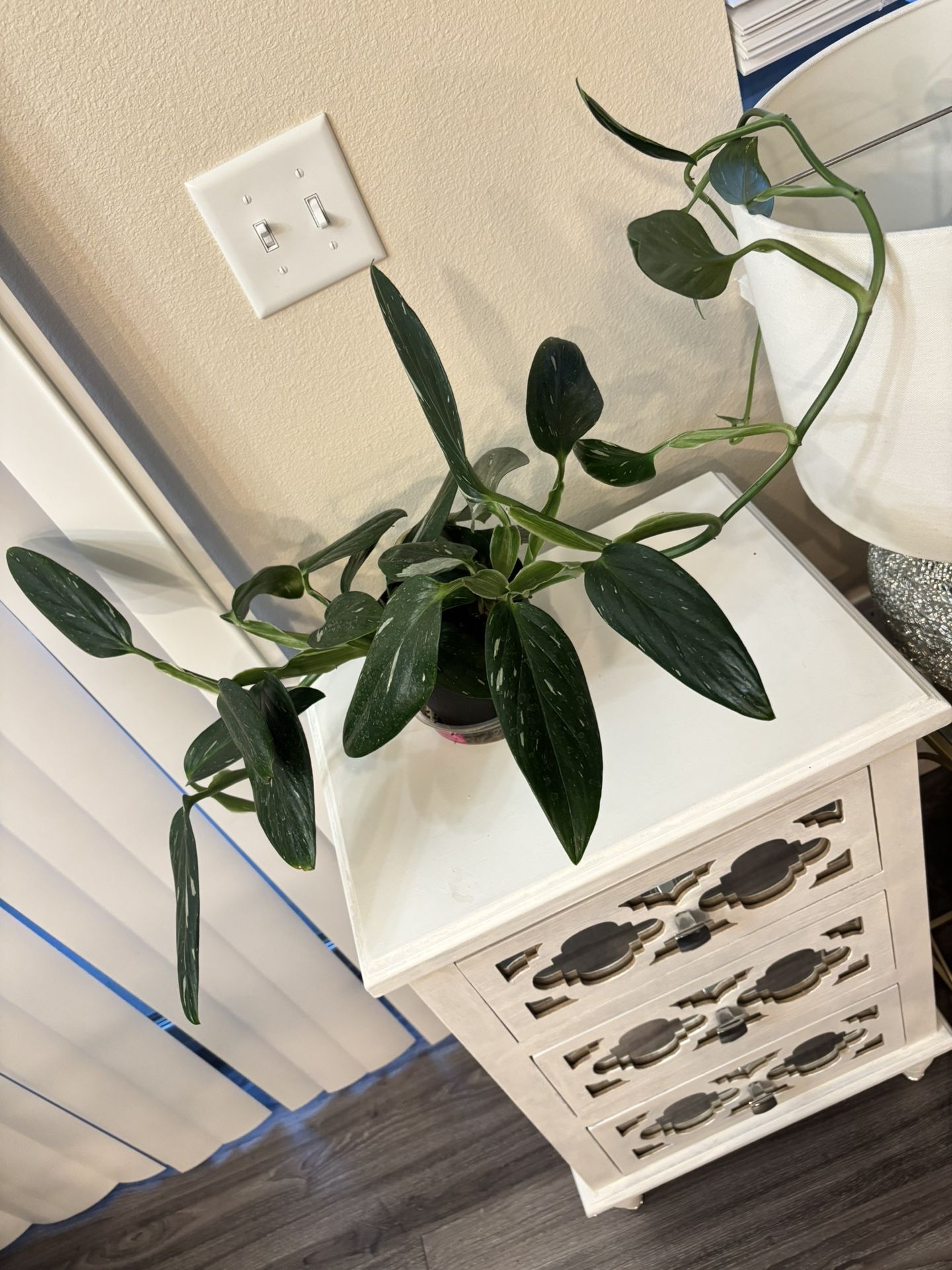 Big Variegated Monstera  Standeyana Each Leaf  Is Variegated 