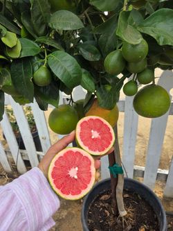 $295 Mature Rio Red Grapefruit tree 🍊