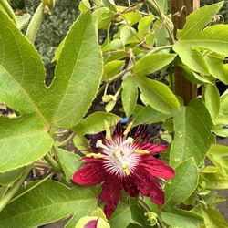Red Passionfruit Vine 5gal 