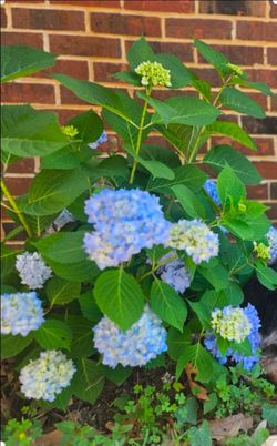 Hydrangea