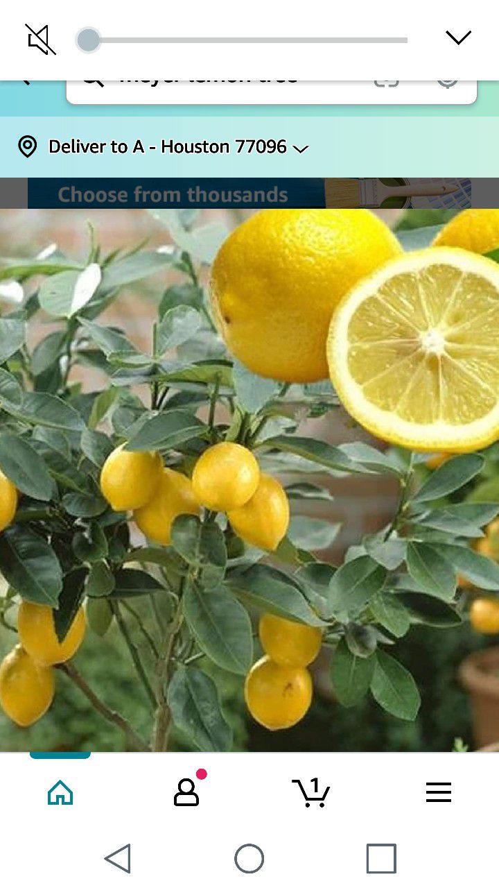Improved Myer Lemon Starter Plant 1 Gallon