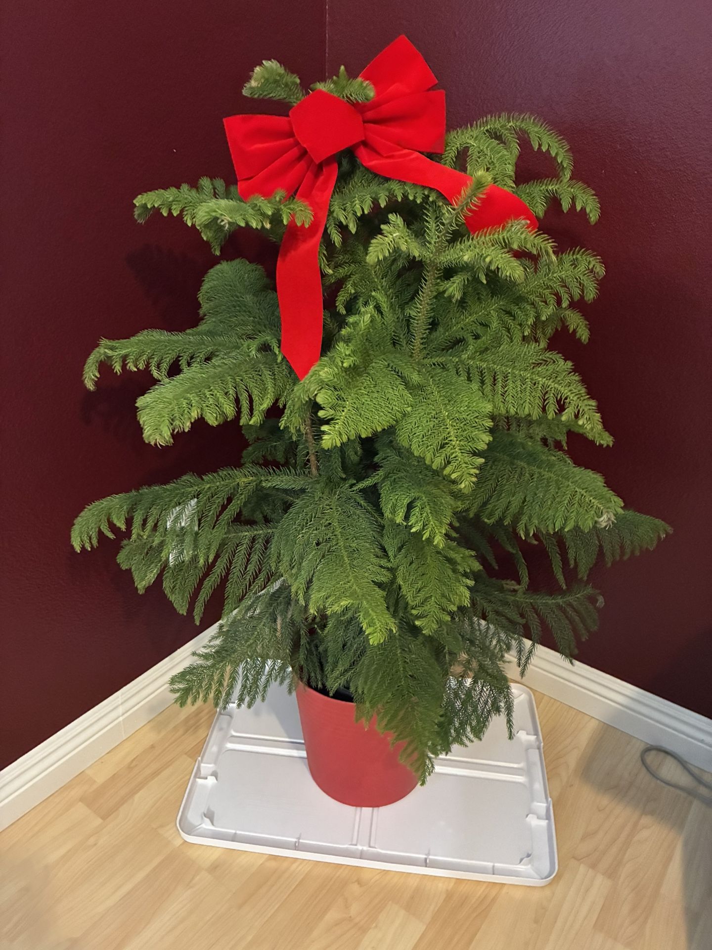 REAL PLANT NORFOLK ISLAND PINE