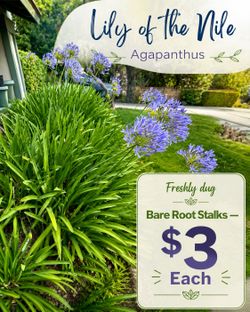 Blue/Purple Agapanthus Plants – Freshly Dug – $5 Each Stalk