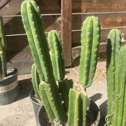 San Pedro Cacti