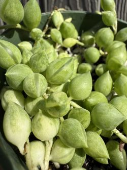Plants for Sale! ( string of teardrops variegated)