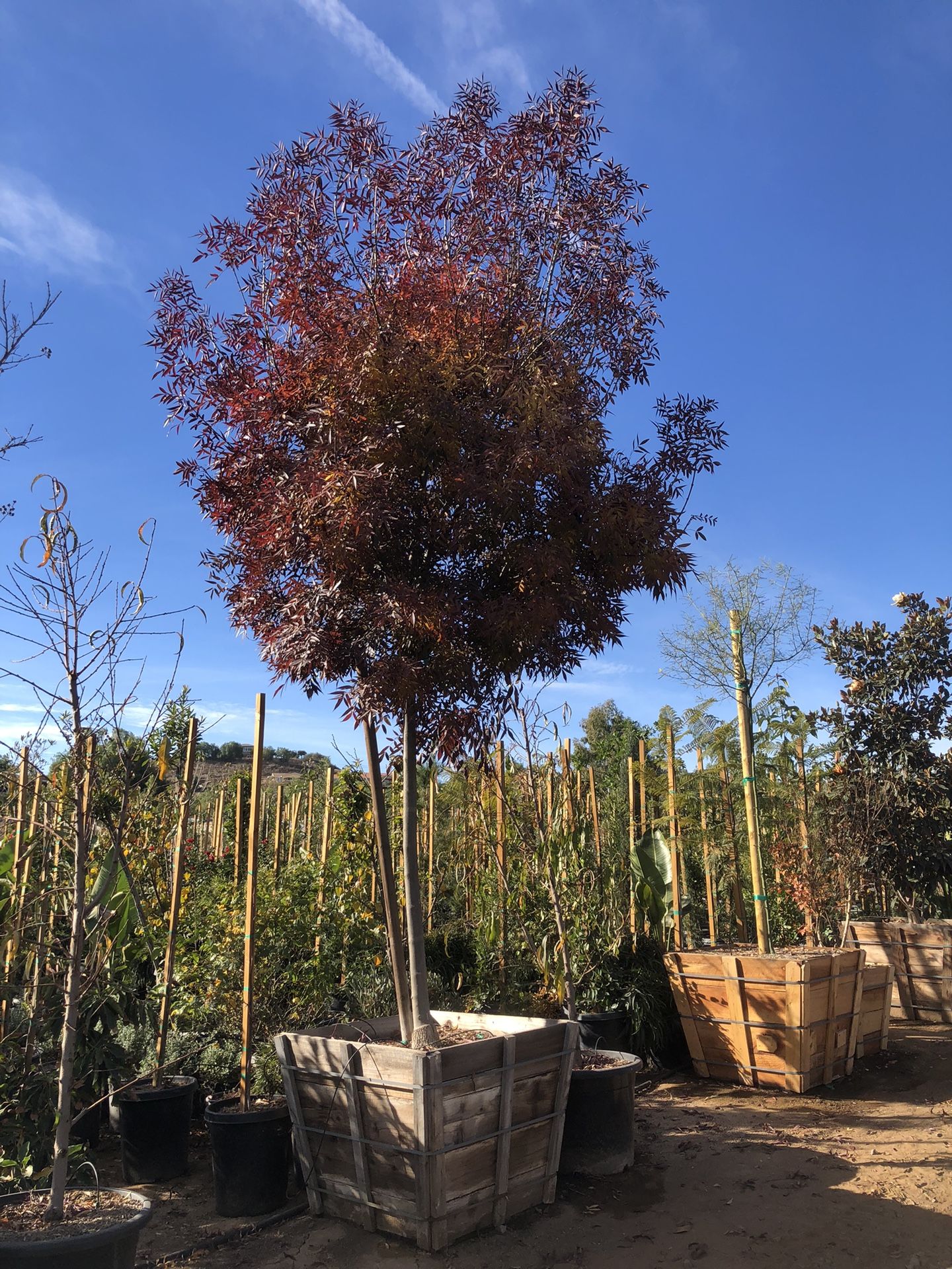 Raywood Ash Tree 36” Box