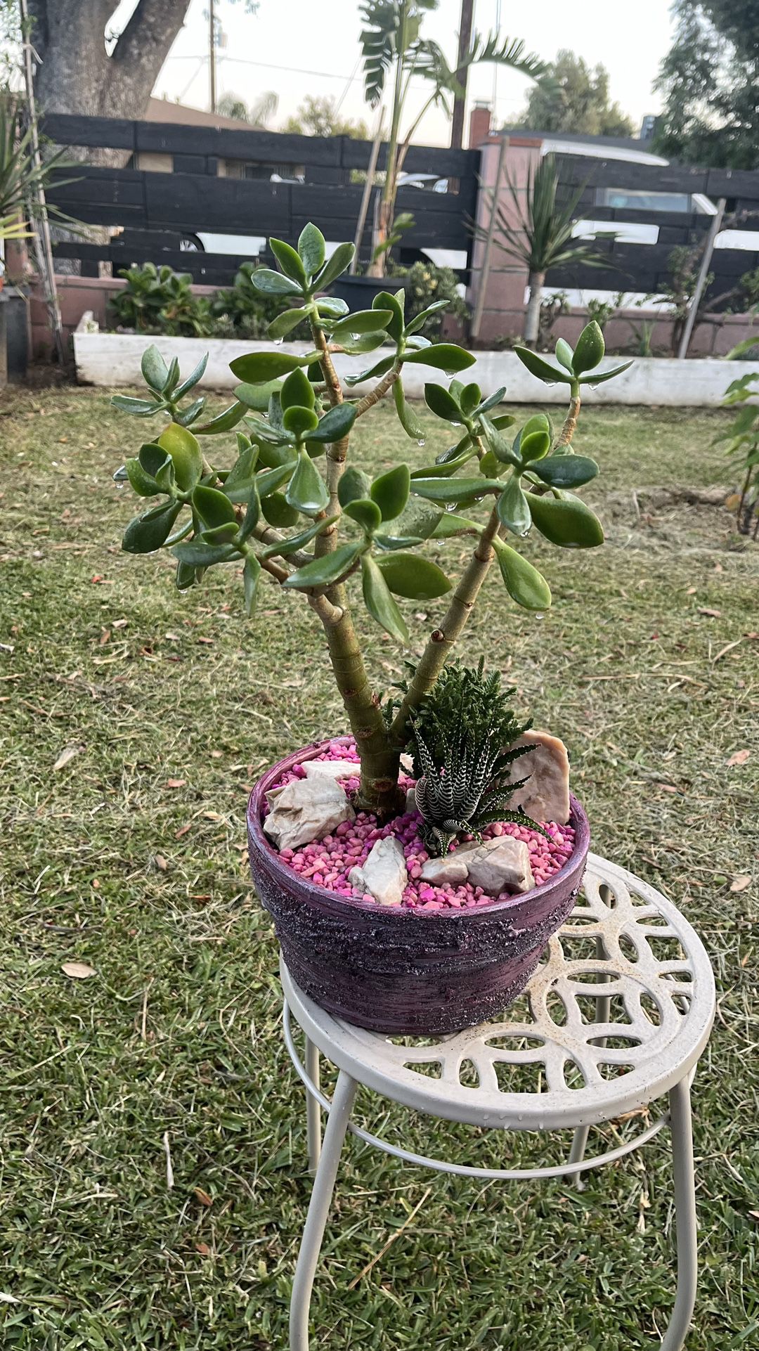 Very Healthy Jade Good Luck Tree In Rustic Vase 