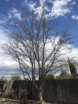 Busco quien me pode este árbol