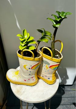 Rubber boot planters with Zz Plants