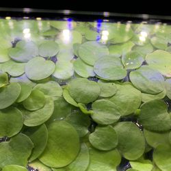 Amazon Frogbit Floating Aquarium Plant