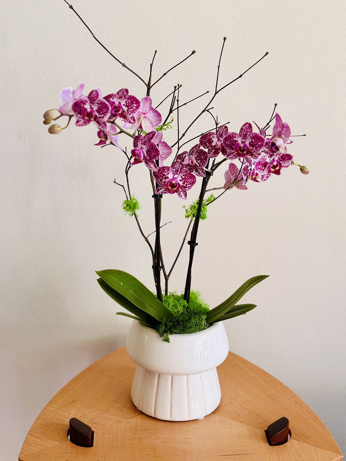 Beautiful Live Orchid Plant