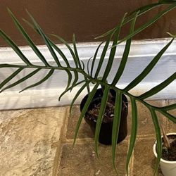 Philodendron  Tortum Plant