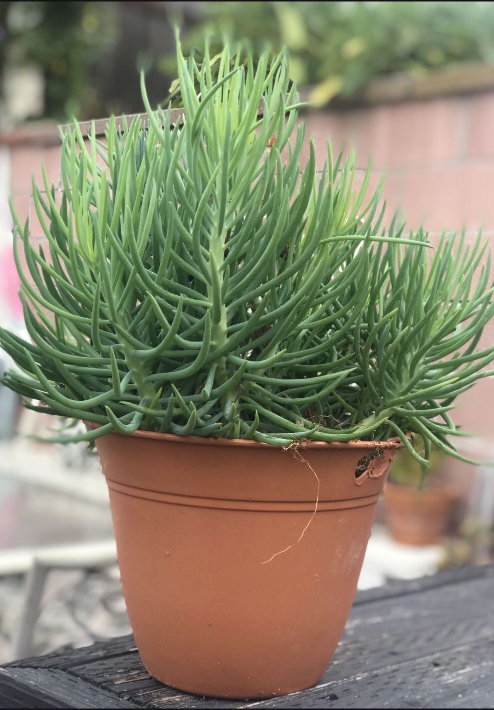 $6 Senecino Succulent