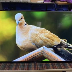 Sony 55 Inch Smart  Tv 