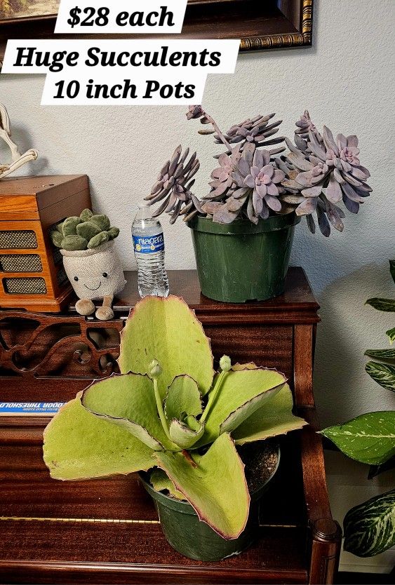 XL Succulents Plants 