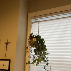 Hanging Plant