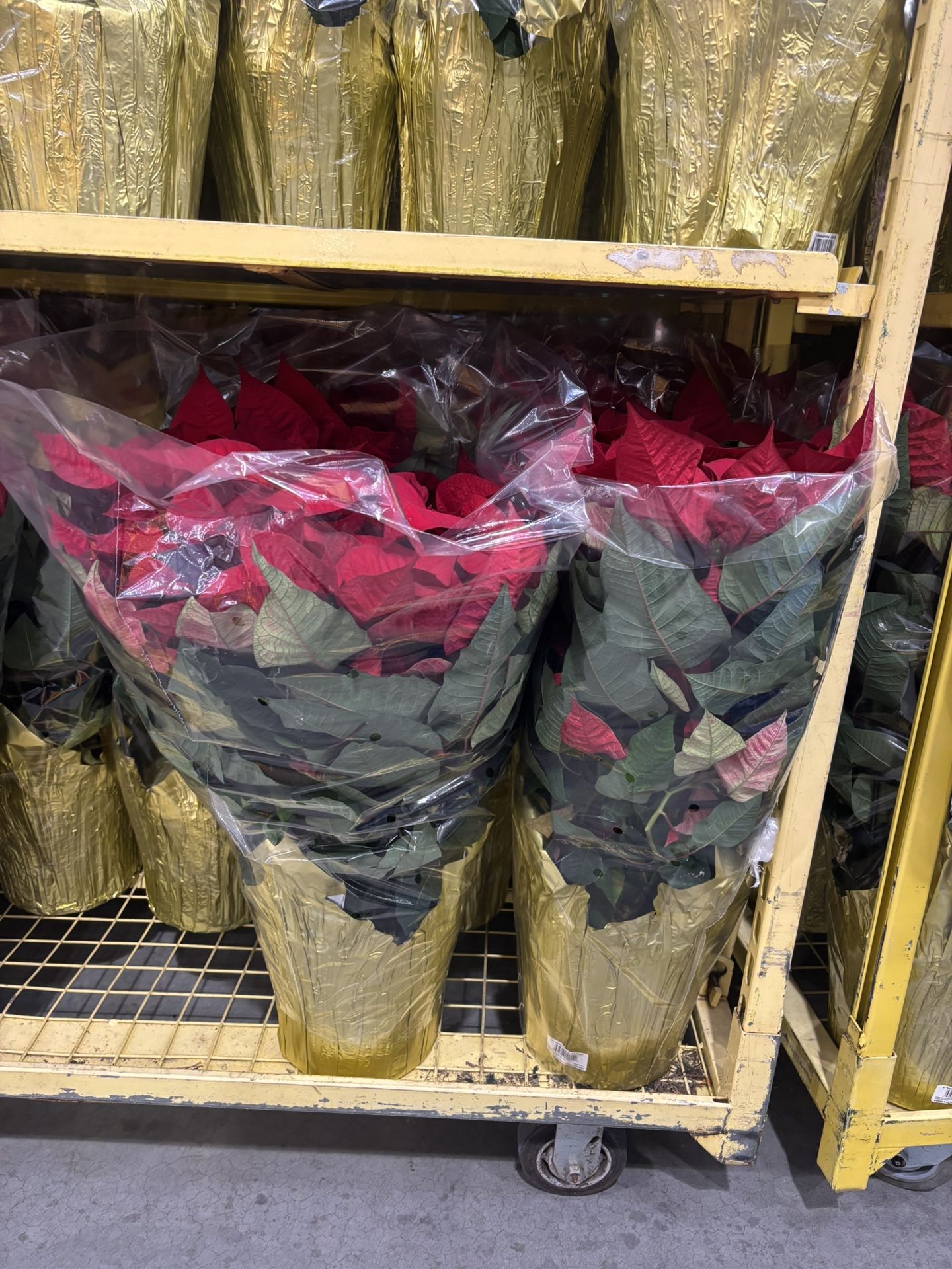 Red Poinsettias for the Holidays 