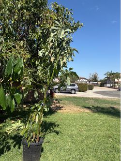 Avocados tree