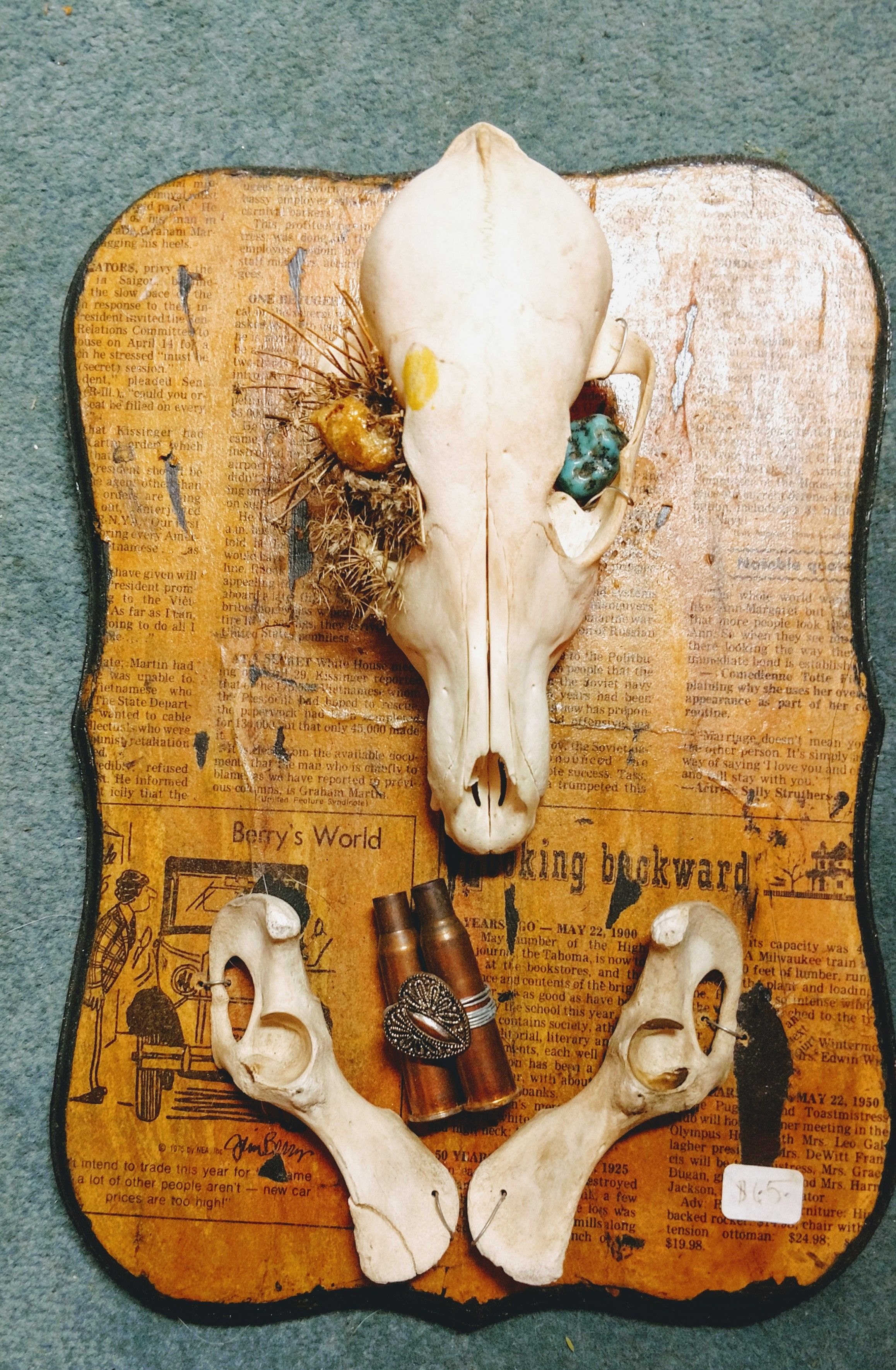 Coyote skull in art disply