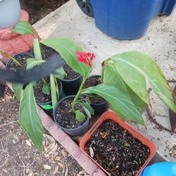 Coyol Con Flor Chica 