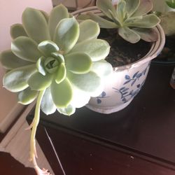 Two Echeveria One Is Blooming In The Damaged Ceramic Flower Pot