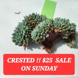 RARE SUCCULENT SALE THIS SUNDAY IN SAN LORENZO. 1PM TO 5PM