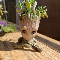 Groot succulents