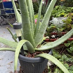 Aloe Vera - Sábila 