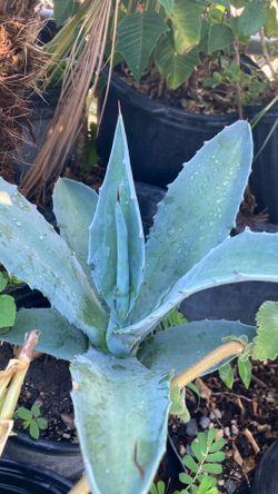 Agave