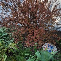 Outdoor plants Barberry Orange Rocket