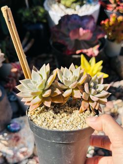 Beautiful succulents 1 plant 3 succulents