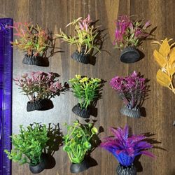 Small Aquarium Plants