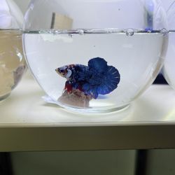 Live Fish Betta